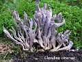 Clavulina cinerea-amf397